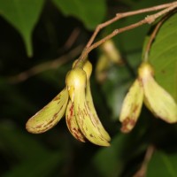 Doona cordifolia Thwaites